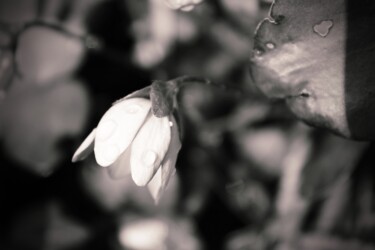 Fotografia intitolato "fiore in montagna" da Lorenzo Corti, Opera d'arte originale, Fotografia digitale