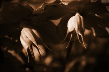 Photography titled "fiori in montagna" by Lorenzo Corti, Original Artwork, Digital Photography