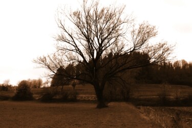 Photographie intitulée "albero centrale" par Lorenzo Corti, Œuvre d'art originale, Photographie numérique