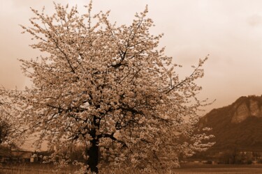 Фотография под названием "albero in fiore" - Lorenzo Corti, Подлинное произведение искусства, Цифровая фотография