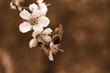 "ape sul fiore" başlıklı Fotoğraf Lorenzo Corti tarafından, Orijinal sanat, Dijital Fotoğrafçılık