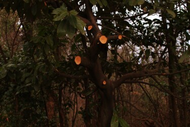 Photographie intitulée "albero tagliato" par Lorenzo Corti, Œuvre d'art originale, Photographie numérique