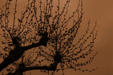 Фотография под названием "silhouette di un al…" - Lorenzo Corti, Подлинное произведение искусства, Цифровая фотография