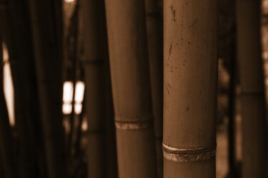 Fotografia intitolato "bambù macro" da Lorenzo Corti, Opera d'arte originale, Fotografia digitale