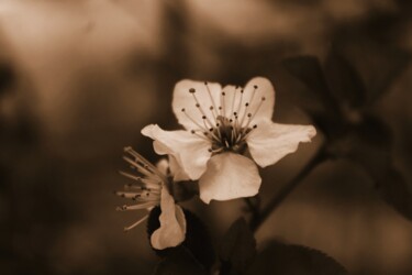 "fiore bianco 2" başlıklı Fotoğraf Lorenzo Corti tarafından, Orijinal sanat, Dijital Fotoğrafçılık