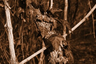 Photographie intitulée "edera sull'albero" par Lorenzo Corti, Œuvre d'art originale, Photographie numérique