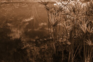 Photographie intitulée "stagno" par Lorenzo Corti, Œuvre d'art originale, Photographie numérique