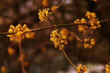 Фотография под названием "fiori gialli" - Lorenzo Corti, Подлинное произведение искусства, Цифровая фотография