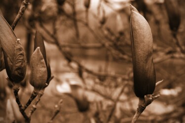 Fotografía titulada "fiori chiusi" por Lorenzo Corti, Obra de arte original, Fotografía digital