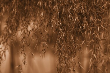 Fotografia intitolato "grano cadente" da Lorenzo Corti, Opera d'arte originale, Fotografia digitale