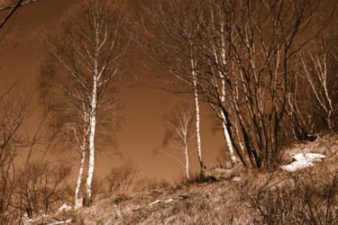 Fotografia intitulada "alberi bianchi" por Lorenzo Corti, Obras de arte originais, Fotografia digital