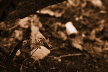 Photographie intitulée "fiore nel bosco" par Lorenzo Corti, Œuvre d'art originale, Photographie numérique