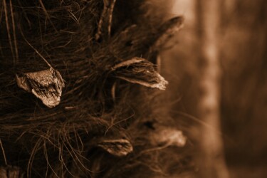 摄影 标题为“palma macro” 由Lorenzo Corti, 原创艺术品, 数码摄影
