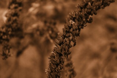 Fotografie mit dem Titel "pianta cadente" von Lorenzo Corti, Original-Kunstwerk, Digitale Fotografie