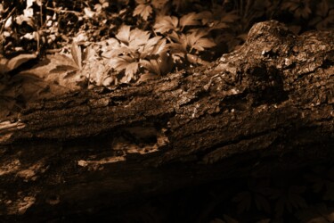 Fotografía titulada "tronco" por Lorenzo Corti, Obra de arte original, Fotografía digital