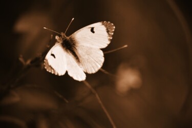 "farfalla" başlıklı Fotoğraf Lorenzo Corti tarafından, Orijinal sanat, Dijital Fotoğrafçılık