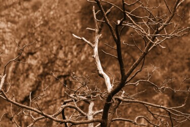Fotografía titulada "albero spoglio" por Lorenzo Corti, Obra de arte original, Fotografía digital