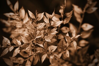 Fotografía titulada "foglie bianche" por Lorenzo Corti, Obra de arte original, Fotografía digital