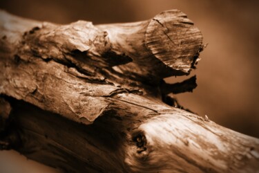 Photography titled "tronco di legno" by Lorenzo Corti, Original Artwork, Digital Photography