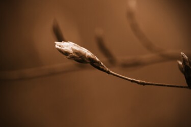 摄影 标题为“fiore#2” 由Lorenzo Corti, 原创艺术品, 数码摄影