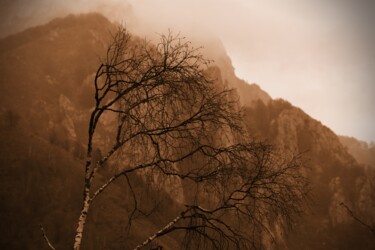 Fotografie mit dem Titel "albero in montagna" von Lorenzo Corti, Original-Kunstwerk, Digitale Fotografie