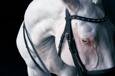 Photographie intitulée "White Horse I" par Lori Adamski-Peek, Œuvre d'art originale, Photographie numérique