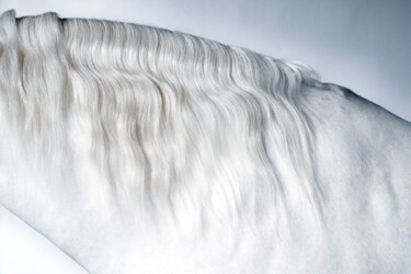 摄影 标题为“White Horse II” 由Lori Adamski-Peek, 原创艺术品, 数码摄影