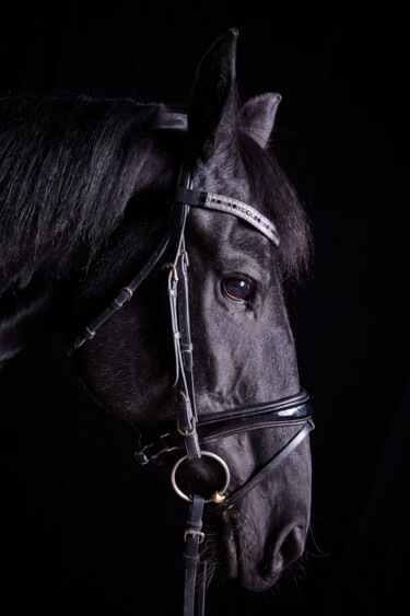 Fotografia zatytułowany „Black Horse VII” autorstwa Lori Adamski-Peek, Oryginalna praca, Fotografia cyfrowa