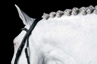 Photographie intitulée "White Horse IV" par Lori Adamski-Peek, Œuvre d'art originale, Photographie numérique