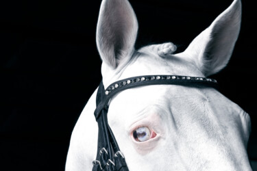 Fotografia intitolato "White Horse III" da Lori Adamski-Peek, Opera d'arte originale, Fotografia digitale