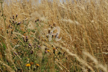 Фотография под названием "WildGrass_3" - Glenn Michael Morley, Подлинное произведение искусства, Цифровая фотография