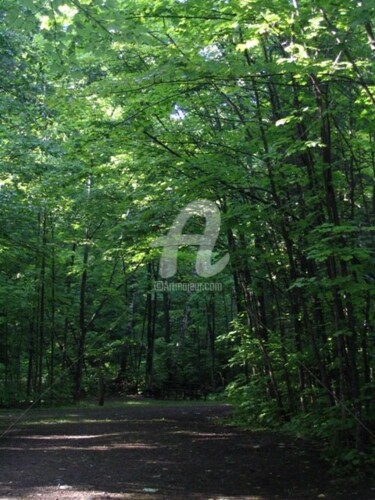 Photographie intitulée "Dampened Forest Path" par Glenn Michael Morley, Œuvre d'art originale