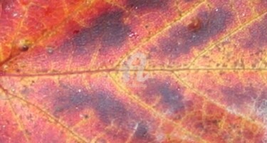 Photography titled "Colored Leaf" by Glenn Michael Morley, Original Artwork