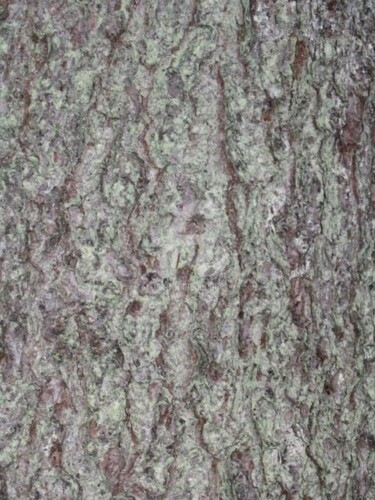 Фотография под названием "Weathered Tree" - Glenn Michael Morley, Подлинное произведение искусства