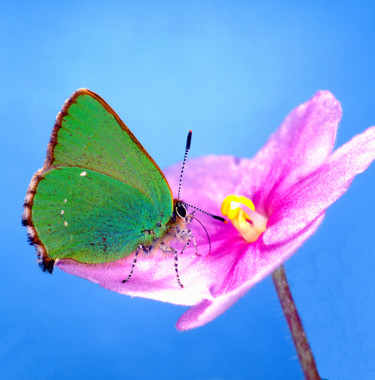 Photographie intitulée "Schmetterling sucht…" par Lothar Reupert, Œuvre d'art originale, Photographie argentique