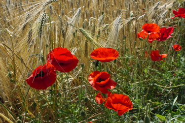 Fotografie mit dem Titel "Mohnblumen am Kornf…" von Lothar Reupert, Original-Kunstwerk, Digitale Fotografie