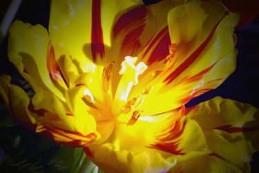 Photography titled "" Nur" eine Tulpe" by Lothar Reupert, Original Artwork, Analog photography