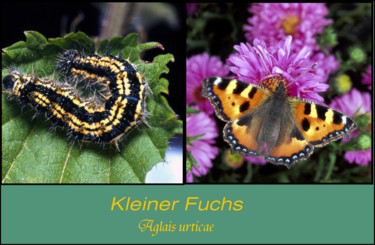 Fotografía titulada "Schmetterling Klein…" por Lothar Reupert, Obra de arte original, Fotografía analógica