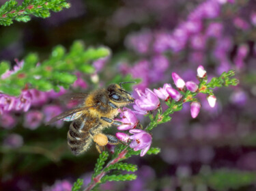 Fotografie mit dem Titel "Honigbiene in der H…" von Lothar Reupert, Original-Kunstwerk, Digitale Fotografie