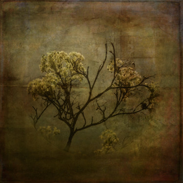 Photography titled "flowers-on-branches…" by Louis Agius, Original Artwork