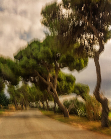 Photographie intitulée "old-pine-tree-3.jpg" par Louis Agius, Œuvre d'art originale