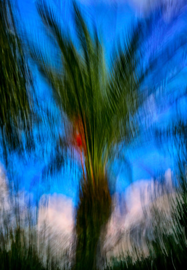 Photography titled "palm-tree.jpg" by Louis Agius, Original Artwork