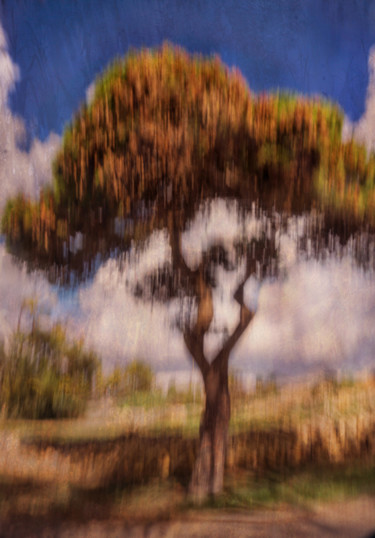 Photography titled "an-old-pine.jpg" by Louis Agius, Original Artwork