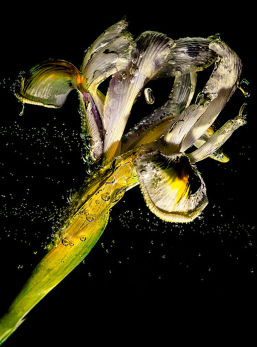 Photography titled "iris.jpg" by Louis Agius, Original Artwork