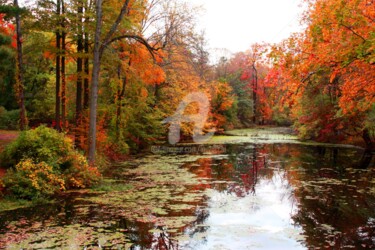 Photography titled "Brilliant Fall" by Lou Zucchi, Original Artwork