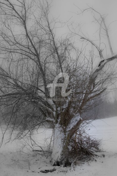 Fotografía titulada "Solitary Tree" por Lou Zucchi, Obra de arte original