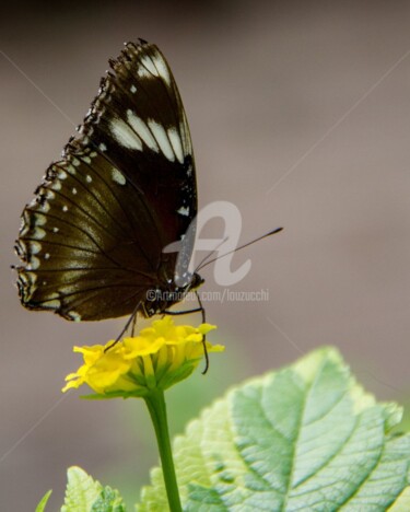 Photography titled "Butterfly 2" by Lou Zucchi, Original Artwork