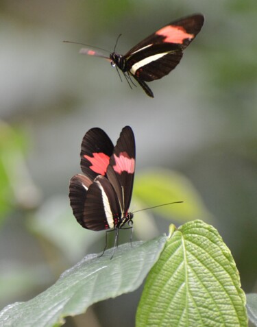 Fotografie mit dem Titel "Butterflies" von Luiz Pantaleão (Panta), Original-Kunstwerk, Nicht bearbeitete Fotografie