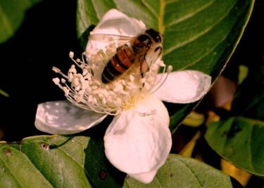 Fotografie mit dem Titel "Abelha - Bee - Abei…" von Luiz Pantaleão (Panta), Original-Kunstwerk