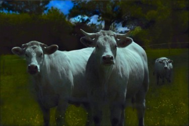 Photographie intitulée "Les vaches" par Lsarah Dubas, Œuvre d'art originale